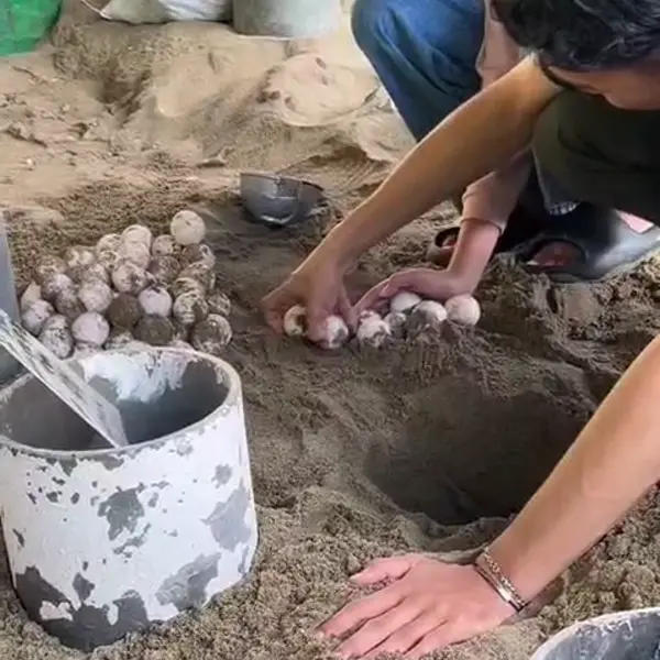 Sea turtle conservation Instagram reel