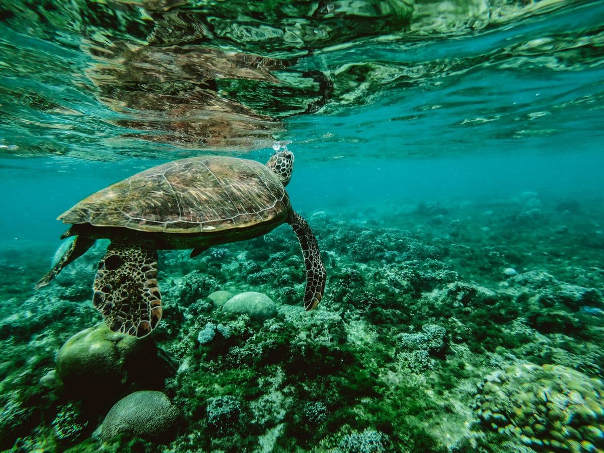 Green sea turtle nesting at Sukamade Beach