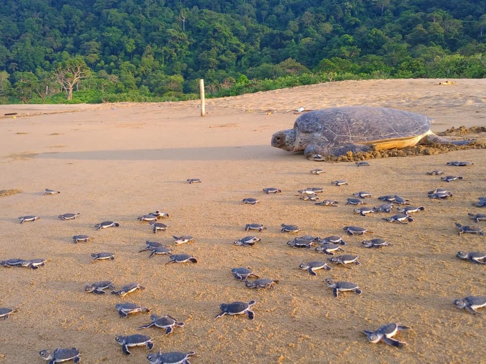 Green turtle with baby turtle