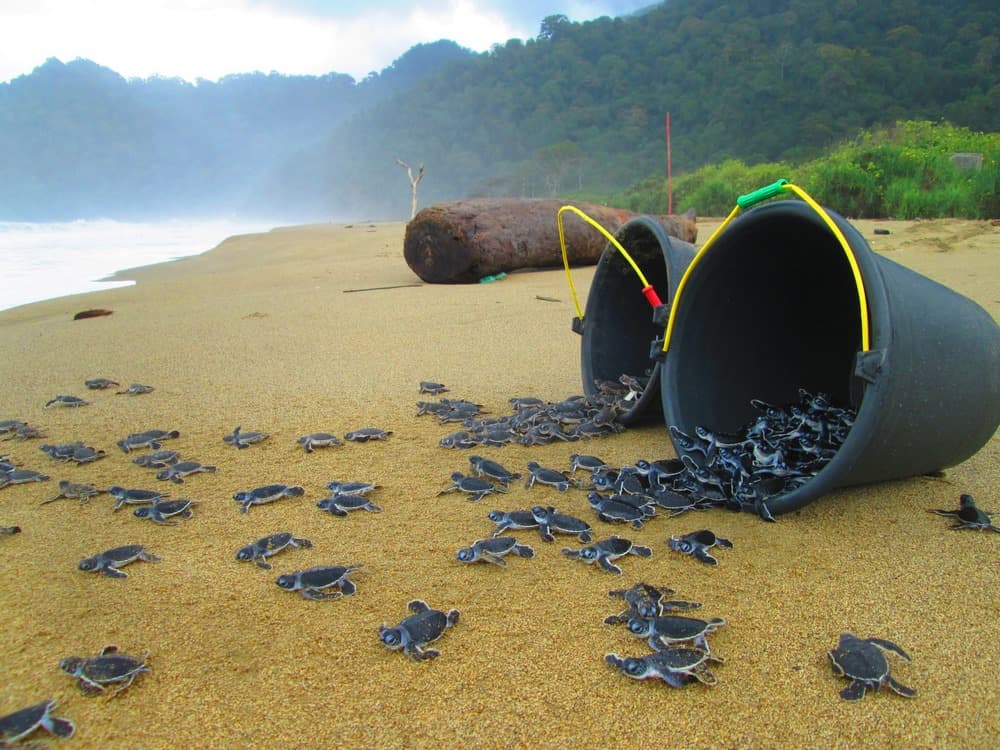 Hatchling release at Sukamade beach