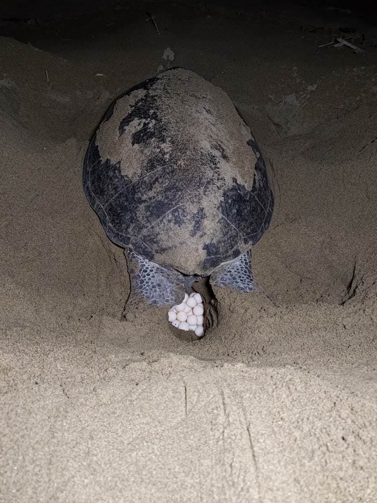Sea turtle observation at Sukamade