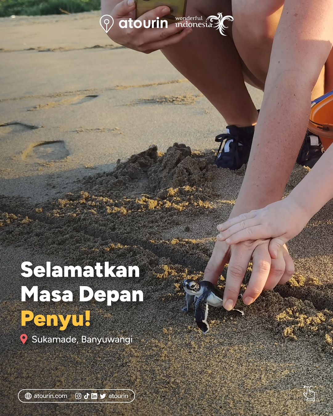 Sea Turtle Tours Post