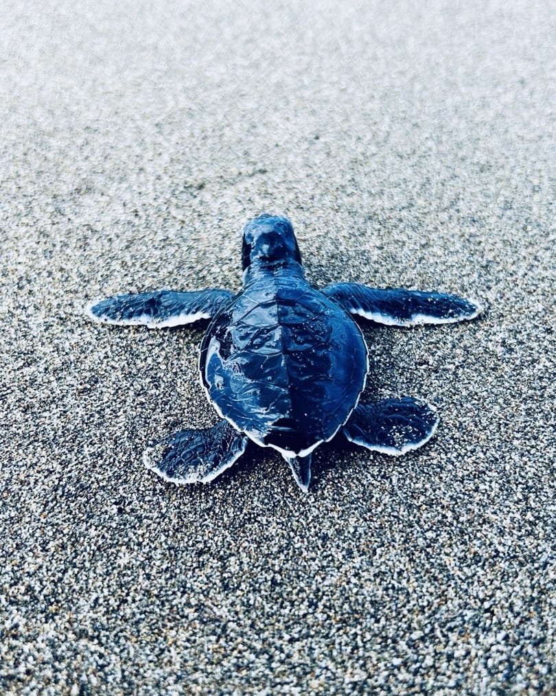 Sea Turtle Tours Post