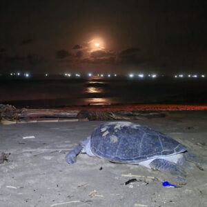 sea-turtle-night