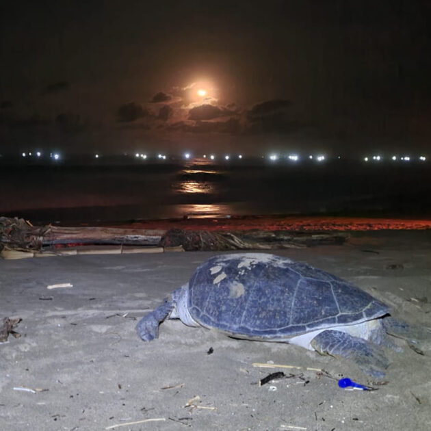 sea-turtle-night