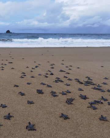 Hatchling Release