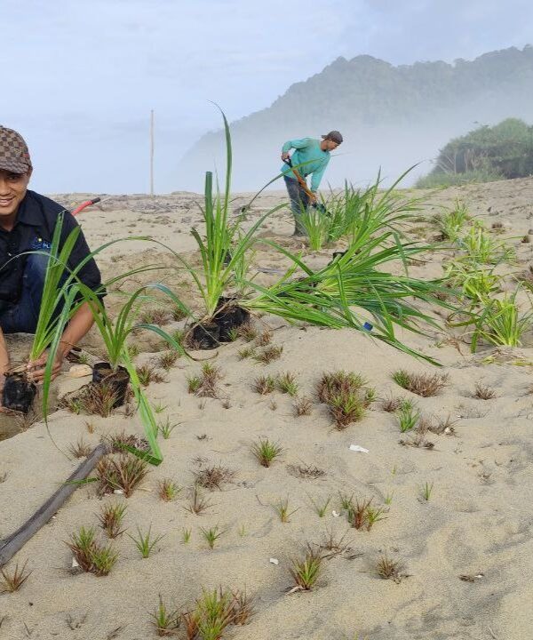 Pandan-planting