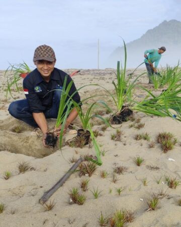 Pandan Planting